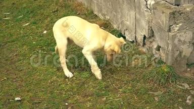 一只年轻的红色小狗在院子里玩得很开心。 狗咬一根树枝。 黄色小狗